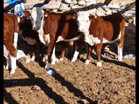 Cattle (batch, sex not specified), Kazakh White-headed cow — photo 3
