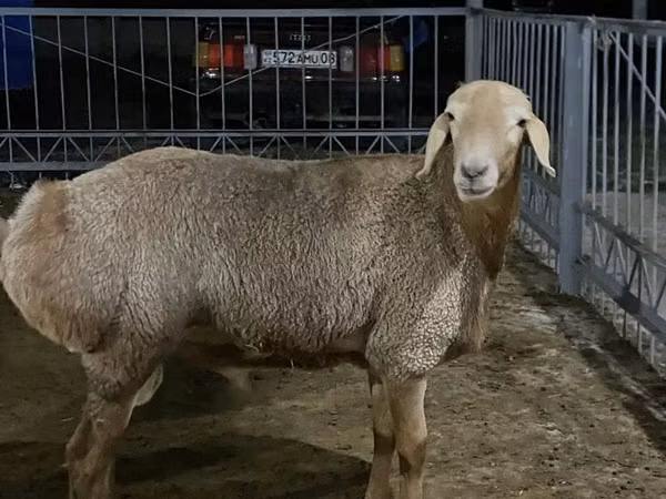 Ram, Sheep — Kazakhstan