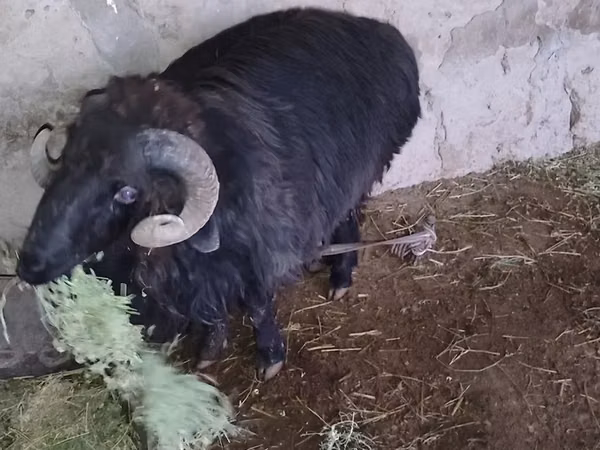 Ram, Sheep — Uzbekistan
