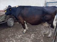 Cow, Cattle — photo 1