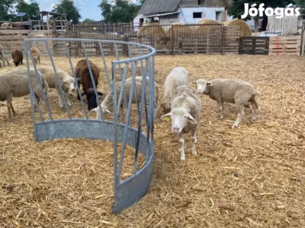 میش, White Suffolk sheep — مجارستان
