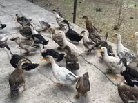 Ducks — photo 2