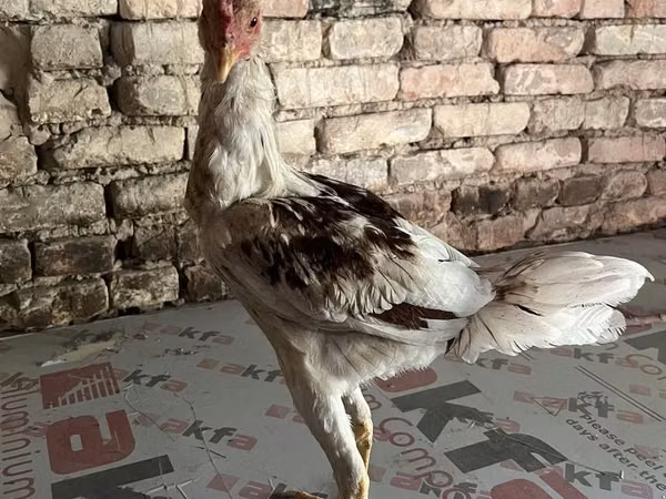 Chickens — Uzbekistan