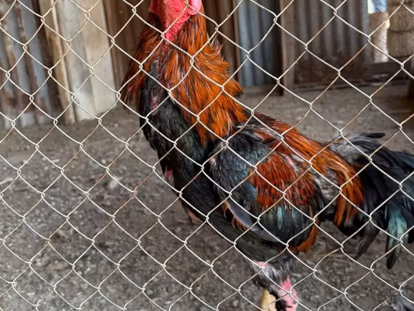 Chickens — Azerbaïdjan