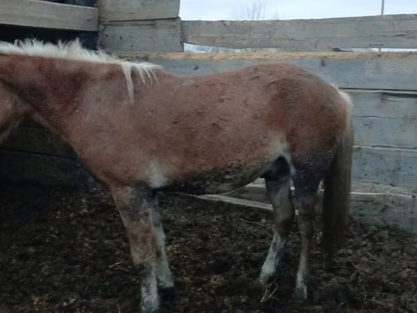 Horse (M), Horses