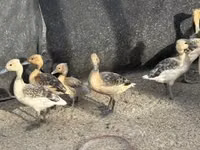 Geese — 사진 1
