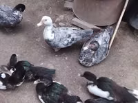 Ducks — عکس 1