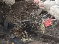 Brahma — foto 2