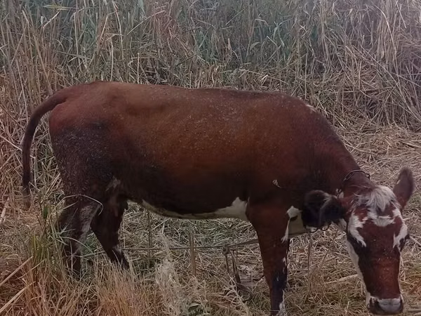 Cow, Montbéliarde — Kyrgyzstan