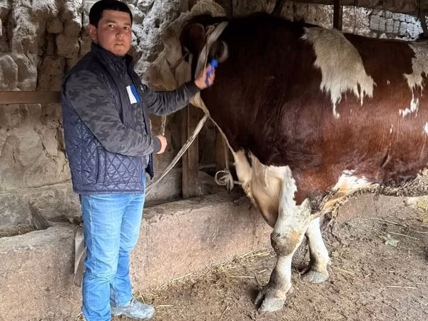 Bull, Simmental cattle