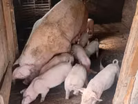 Boar, Pigs — photo 7