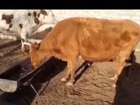 Αγελάδα, Latvian Blue cattle — φωτογραφία 1