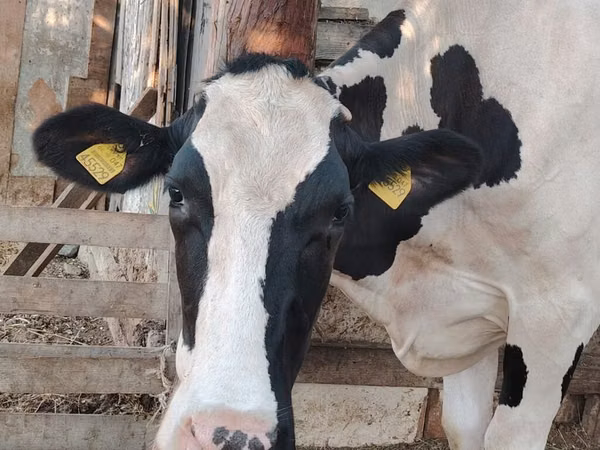 Sapi, Holstein breed