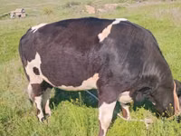 Krowa, Russian Black pied cattle — zdjęcie 5
