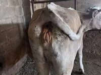 Cow, Cattle — photo 3