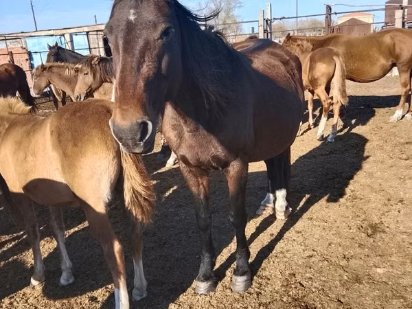 Kuda betina, Horses — Kazakhstan