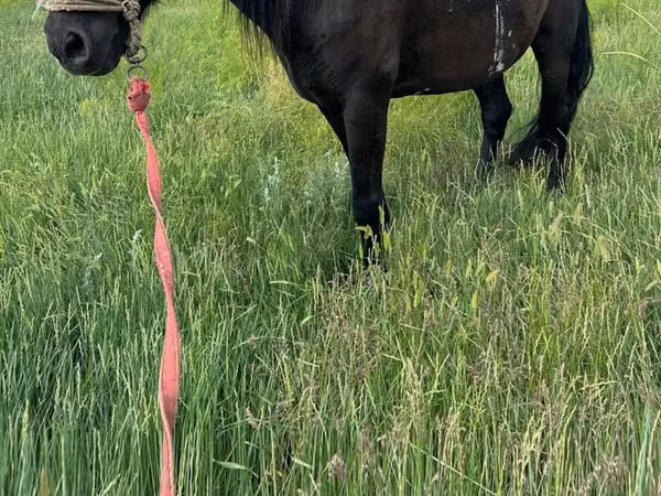 Horse (M), Horses — Kazakhstan