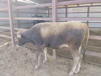 ወንድ በሬ, Cattle — ፎቶ 1