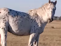 ፈረስ, Priob horse — ፎቶ 2