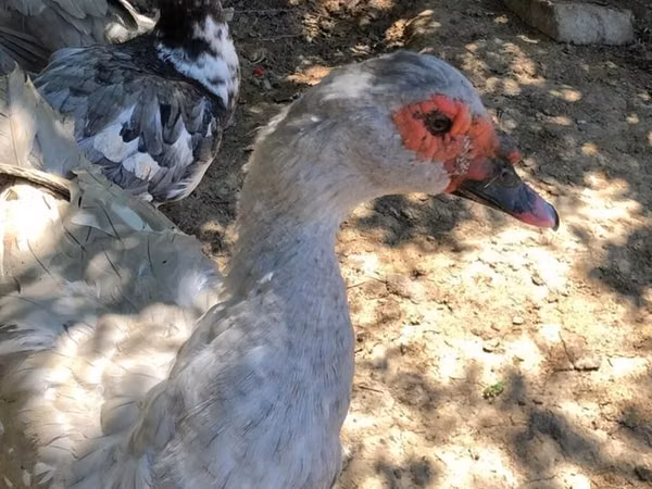 Geese — Asarbajan