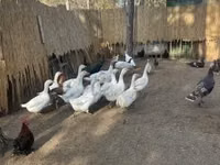 Geese — الصورة 1