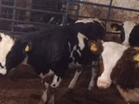 Kuh, Simmental cattle — Foto 3