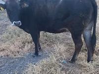 Cow, Alatau breed — photo 2