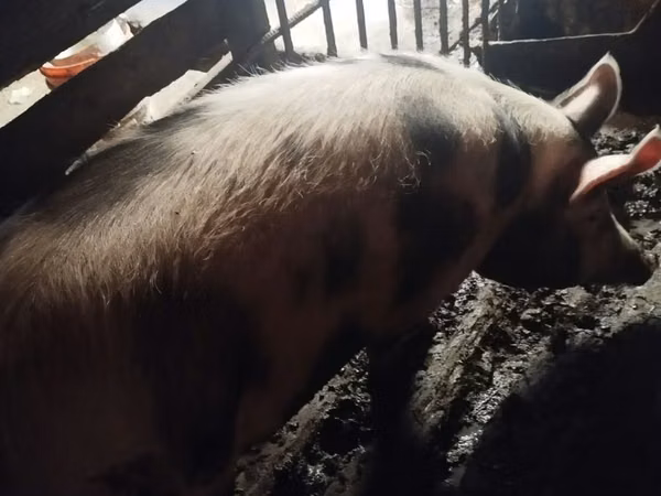 Sow, Pigs — Moldova