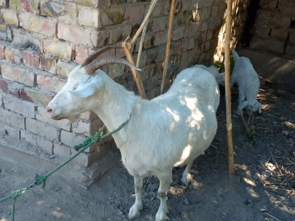 Goat, Goats — Kyrgyzstan