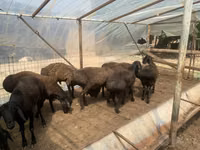 Ram, Sheep — photo 3