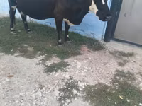 Cow, Russian Black pied cattle — photo 2