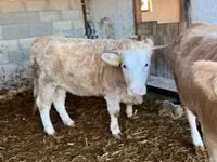 Kuh, Charolais cattle — Foto 2