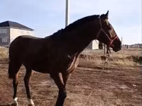 ม้าตัวผู้, Kyrgyz Horse — รูปภาพ 3