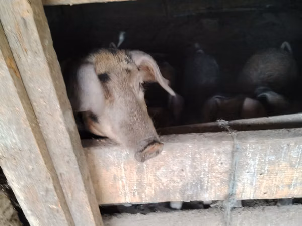 नर सूअर, सूअर — मॉल्डोवा