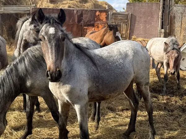 Азаргагүй морь, Kazakh horse — Казахстан