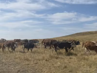 Гов, Simmental cattle — акс 4
