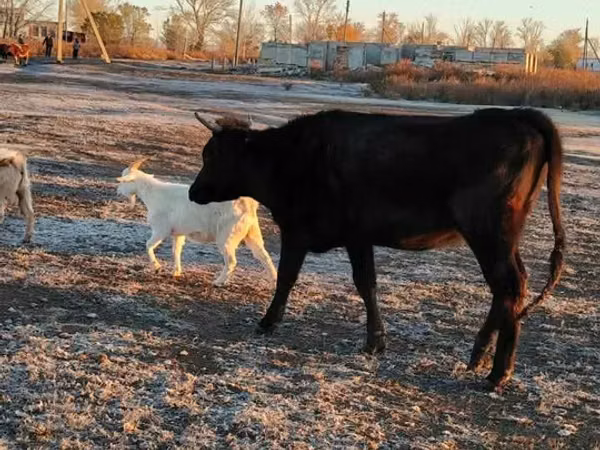Cow, Cattle