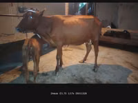 Mucca, Bovini — foto 6