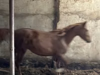 Айғыр, Horse breed — 3-сурет