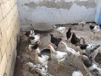 Chickens — عکس 5