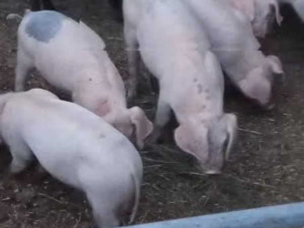 Pigs (batch, sex not specified), Pigs
