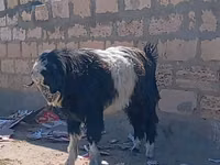Goat, Goats — photo 3