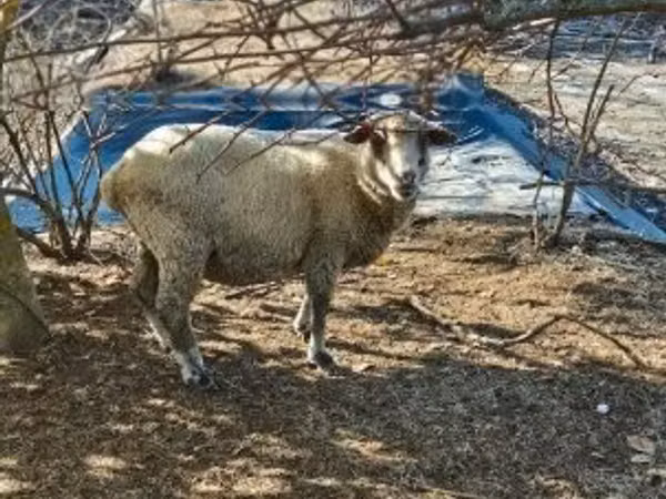 Får, Merino sheep