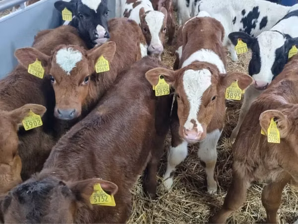 सांड, Simmental cattle
