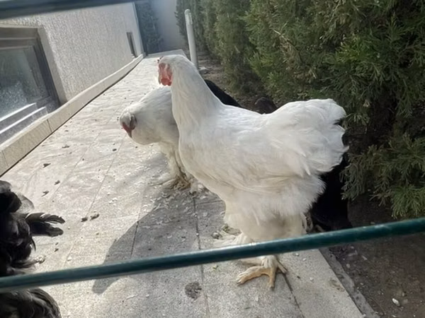 Brahma — Azerbaijan