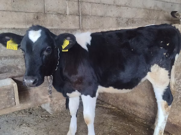 Cow, Russian Black pied cattle — Moldova