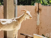 Ged, Saanen goat — foto 1