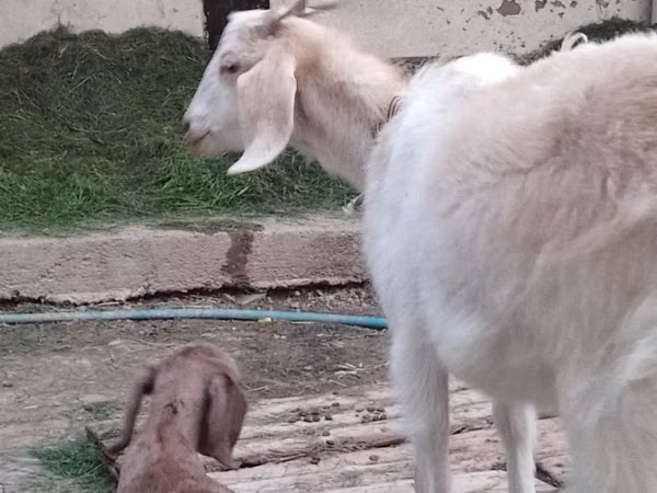 Goat, Goats — Uzbekistan