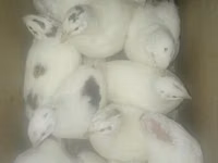 Król Przepiórek — zdjęcie 1