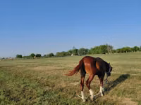 Horse (M), Akhal-Teke — photo 5